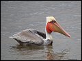 _4SB9602 brown pelican